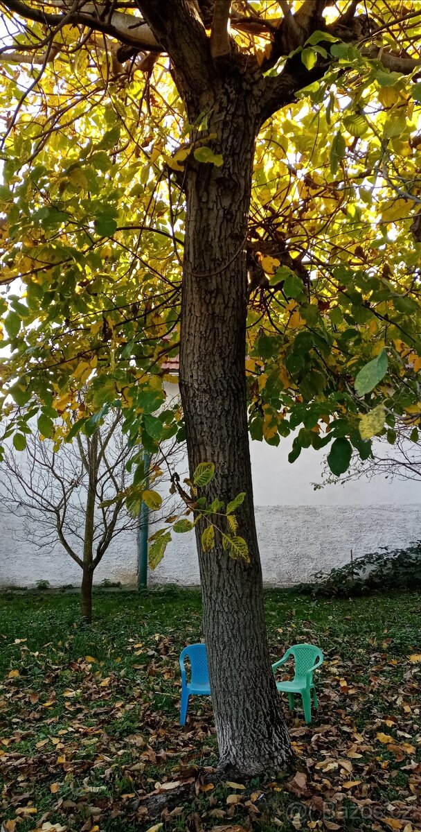 Prodám 2 kmeny ořech