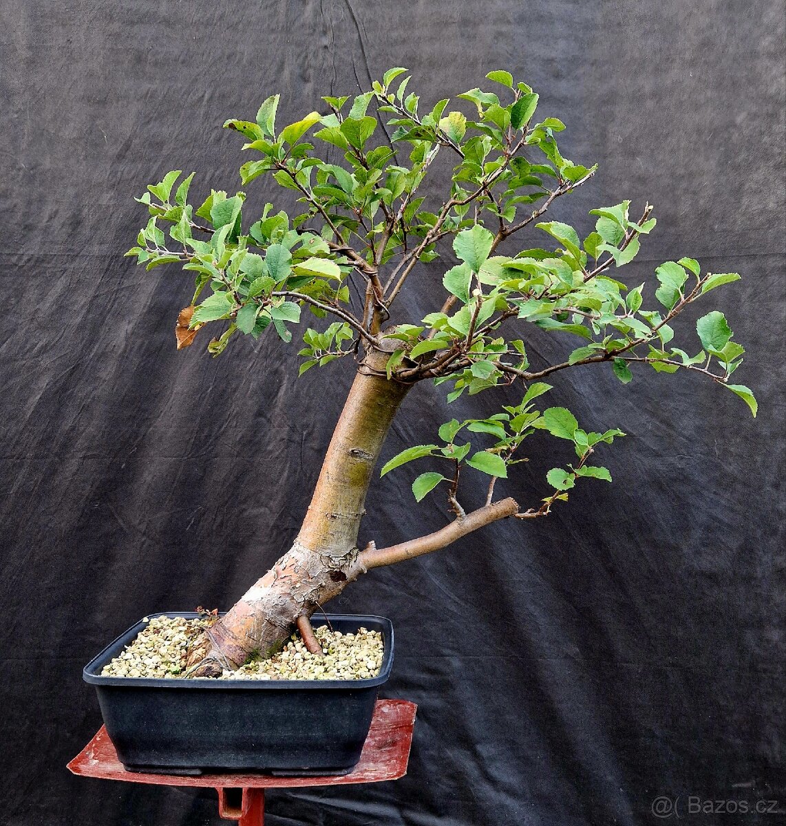 Bonsai, Bonsaj - Plana Jablon 1