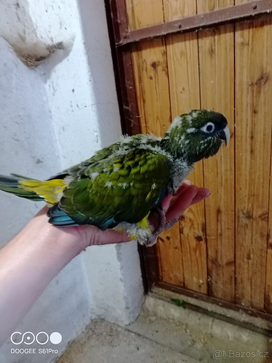 Papoušky patagonské k ručnímu dokrmení