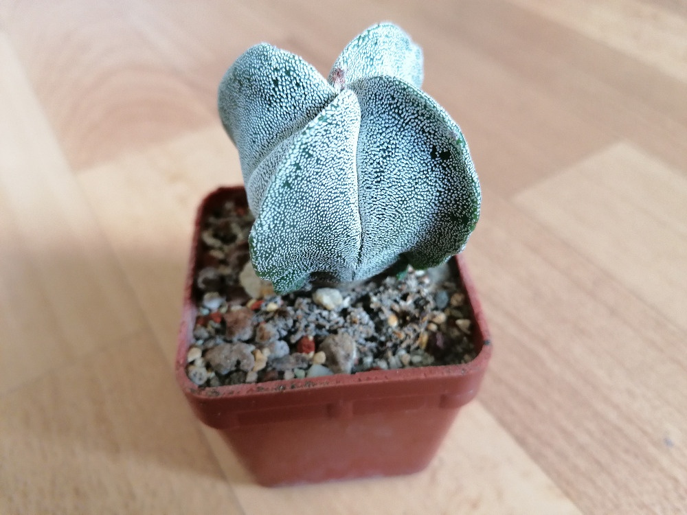 Sbírka 7 kaktusů kaktusy Lophophora a Astrophytum Mexiko USA