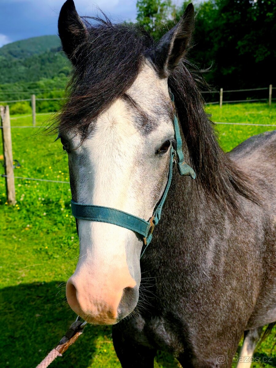 Český sportovní pony valach