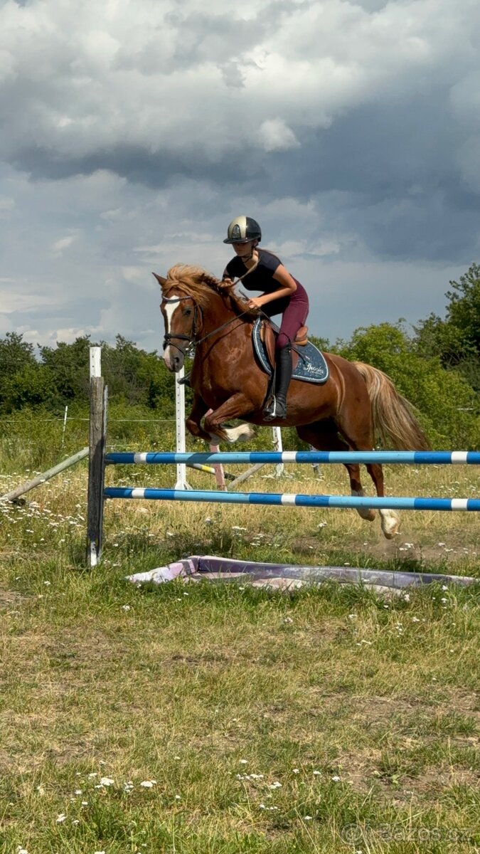 Pony kategorie B