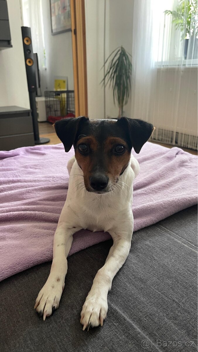 Dánsko švédský farmářský pes vrh podzim zima 2025