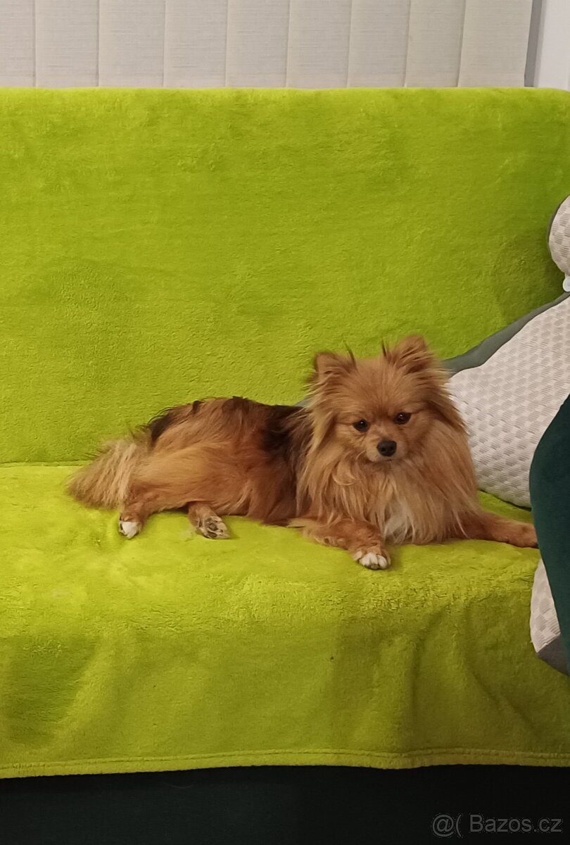 Špic  fenka bez PP-dohoda při odběru tento víkend kend