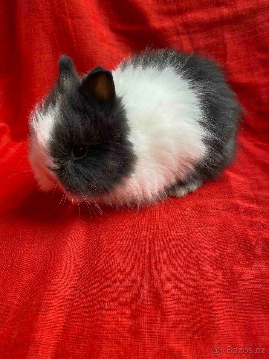 ZAKRSLÝ TEDDY KRÁLÍČEK - KRÁLÍČCI