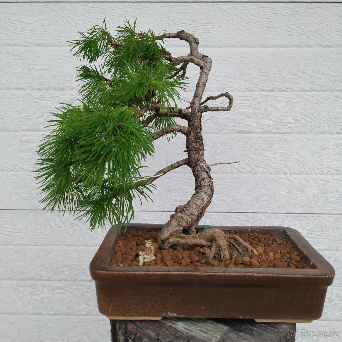 38 let bonsaj - Modřín evropský (Larix decidua)