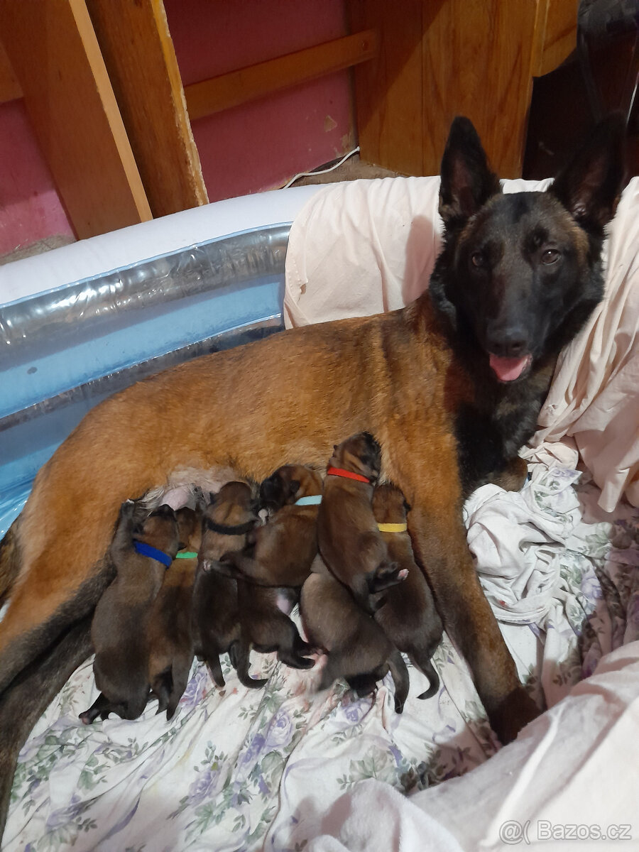 Prodám štěně BO Malinois PP