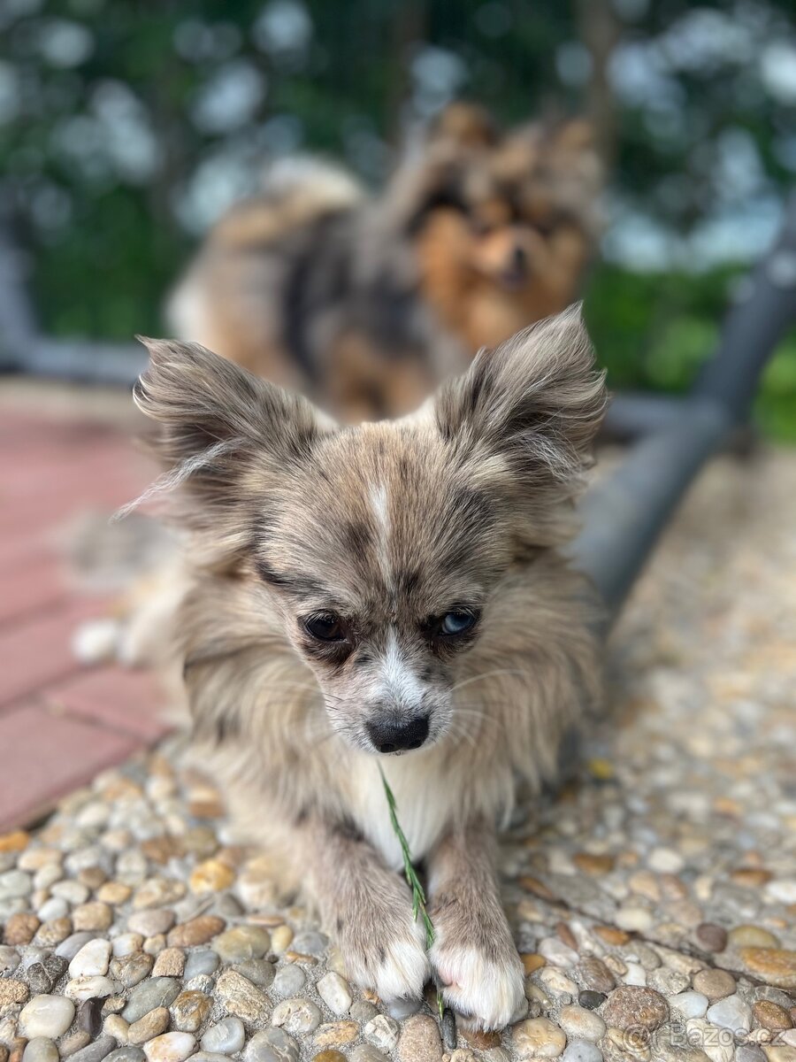 Pomeranian Silver Merle