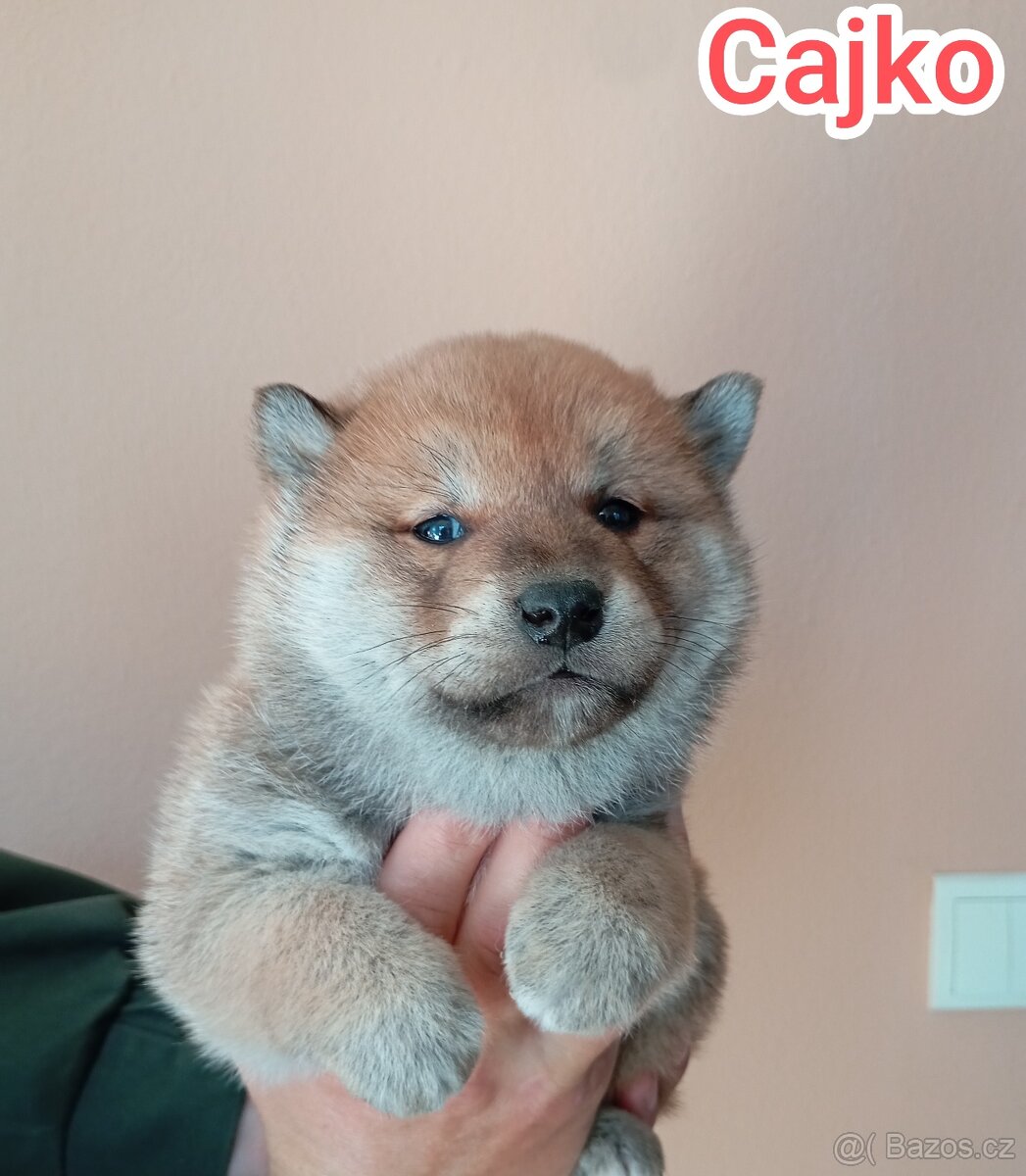 Shiba Inú s PP Fci