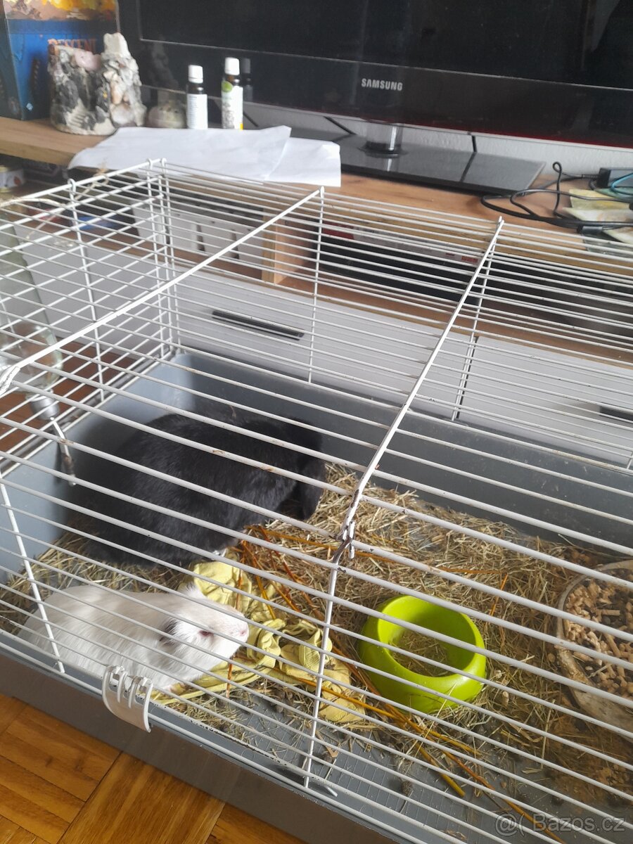 Králíček a morčátko