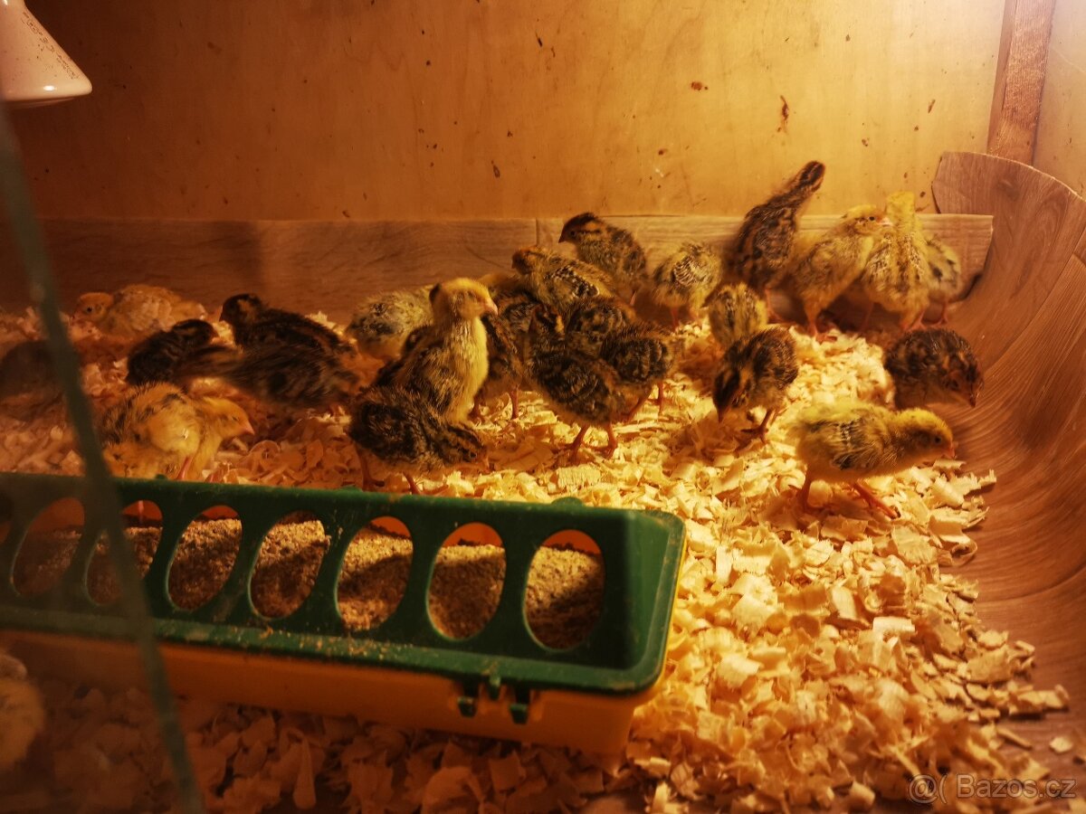 Vejce křepelek, křepelky, křepelka, násadová vajíčka