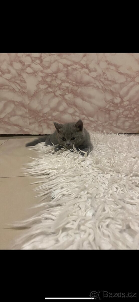 Modrá britská koťata