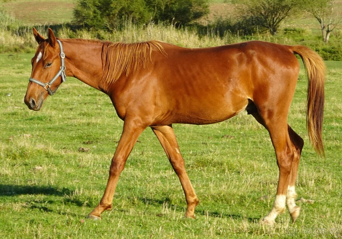 Prodám hřebce Kůň Kinský,