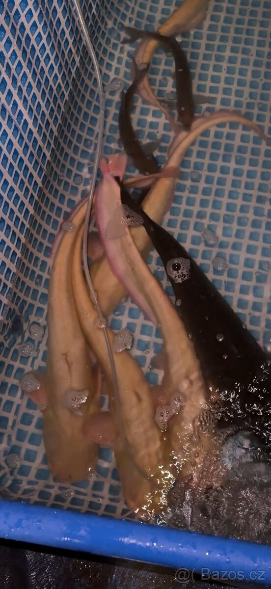 Sumec Velký (albín)