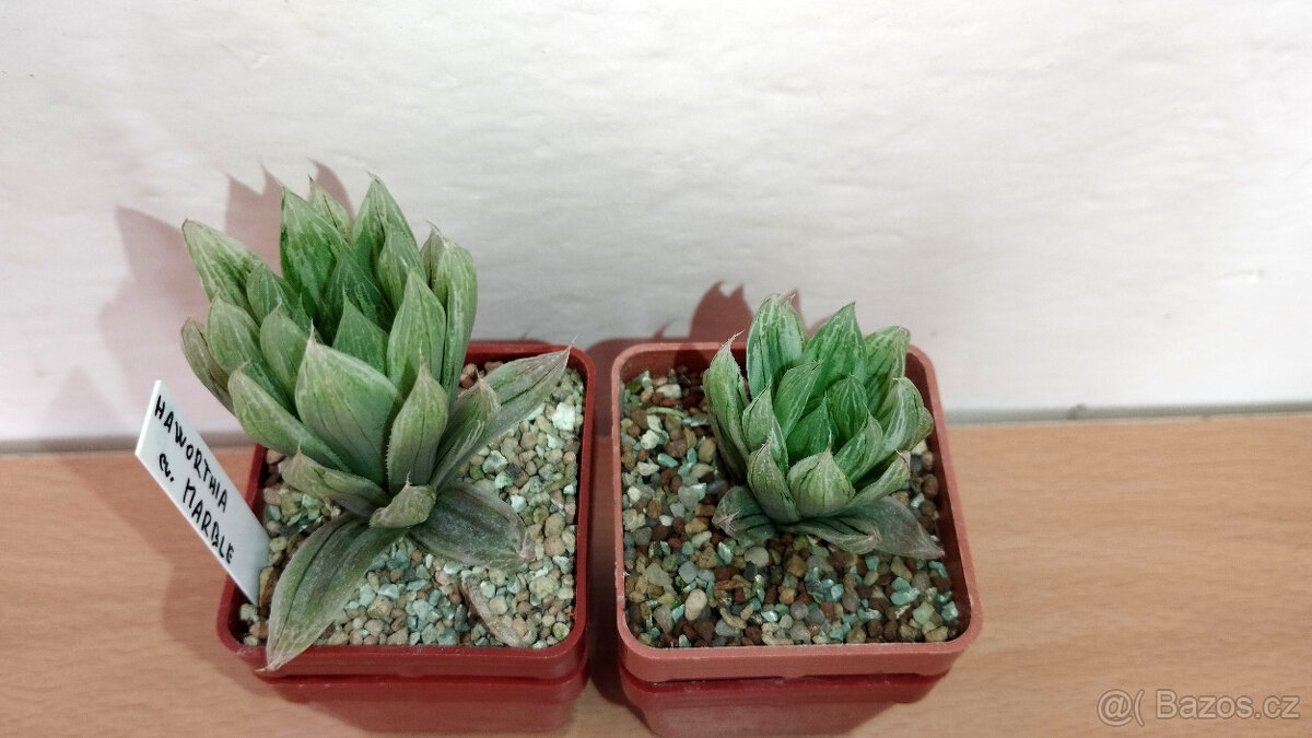 Haworthia cv. Marble ( sukulent )