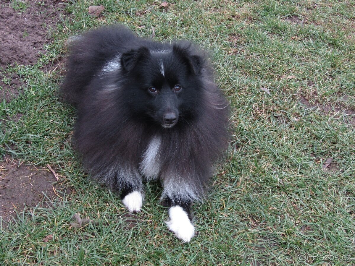 Sheltie/šeltie - bicolor pes s PP a zdravotními testy