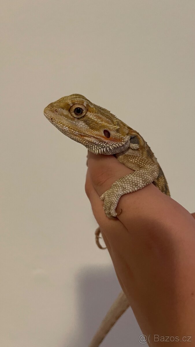 Agama vousatá - samec