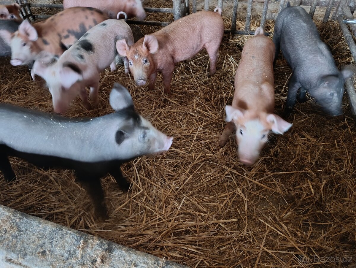 Selata