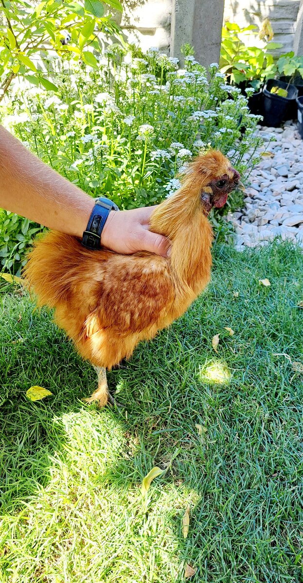 Hedvábnička zdrobnělá
