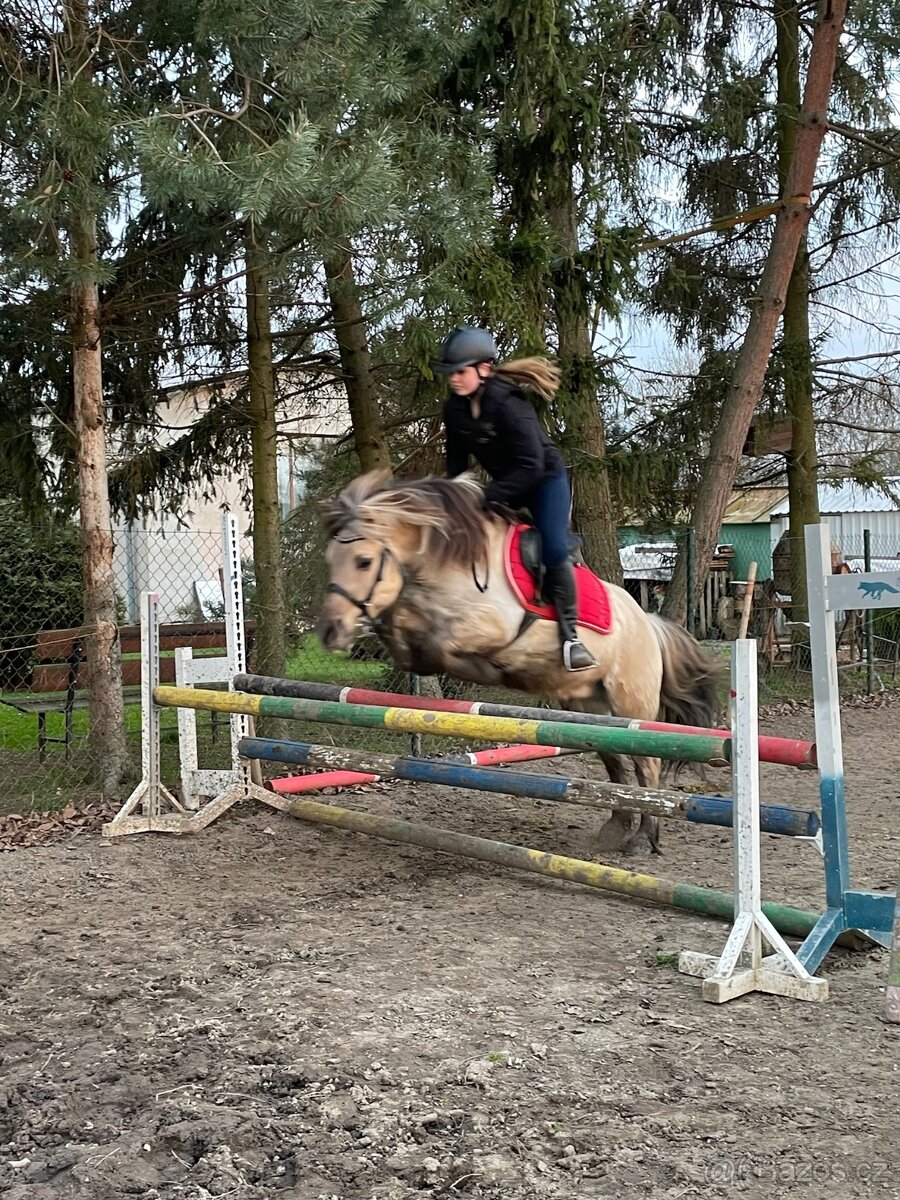 Pony valach