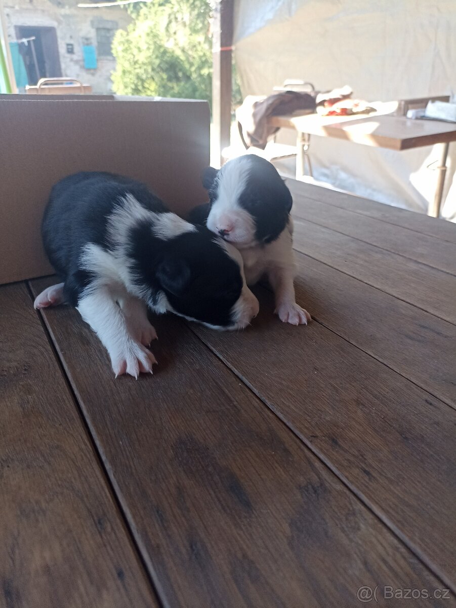 Border Collie