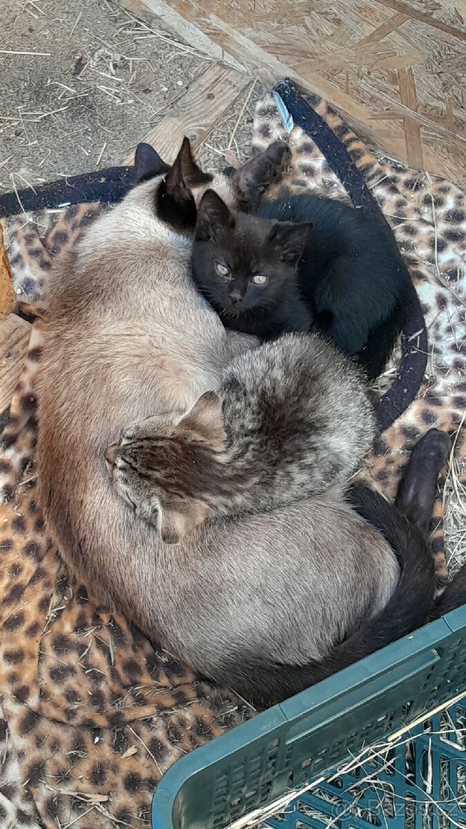 Daruji 3 kocicky