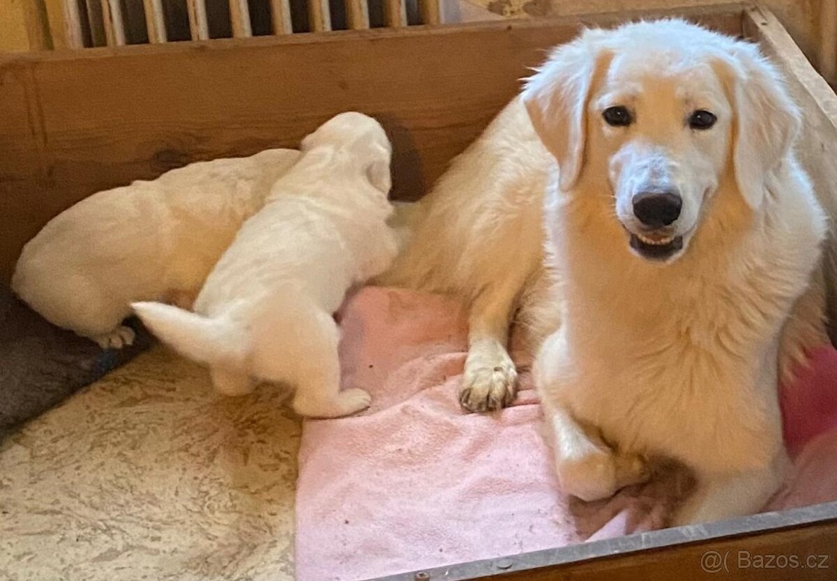 Slovenský čuvač - štěňata bez PP