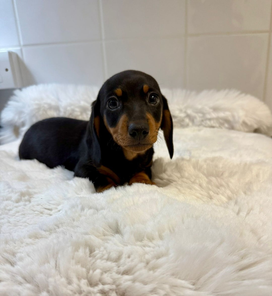 Jezevčík trpasličí