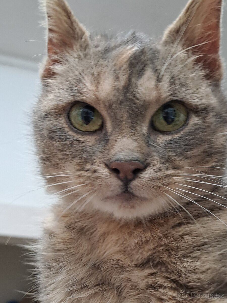 Daruji nalezenou kočku