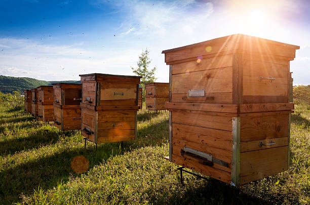 Včelstva a včelařské potřeby
