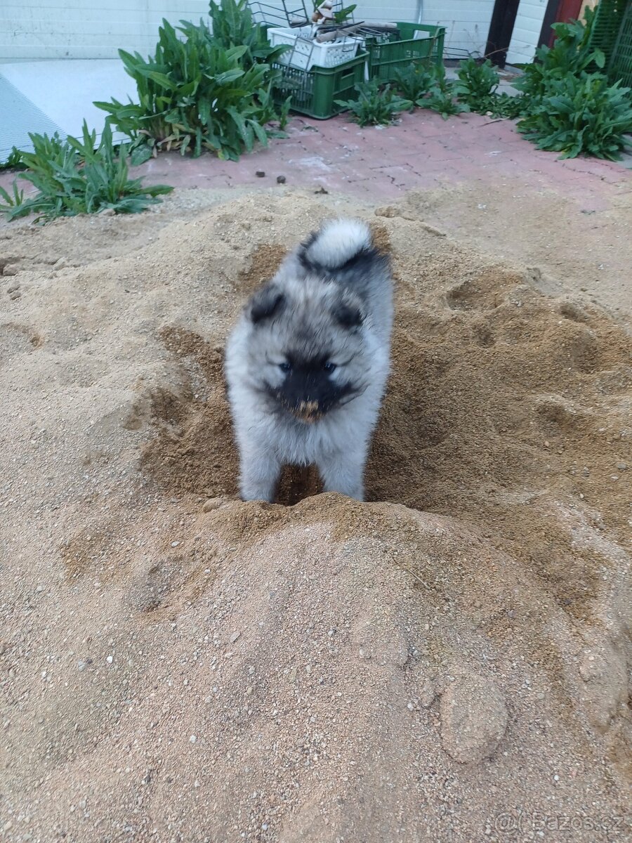 Německý vlčí špic Keeshond