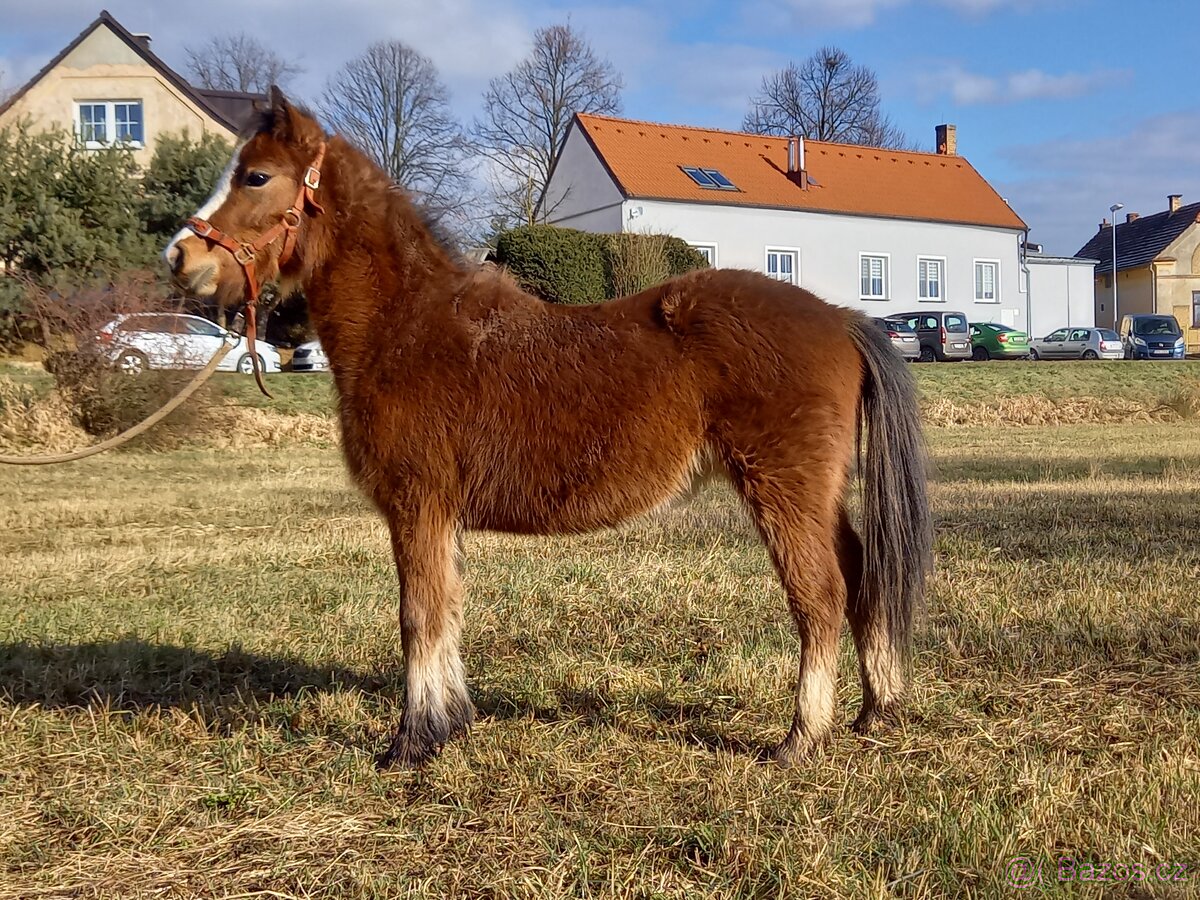 Kobylka WMP