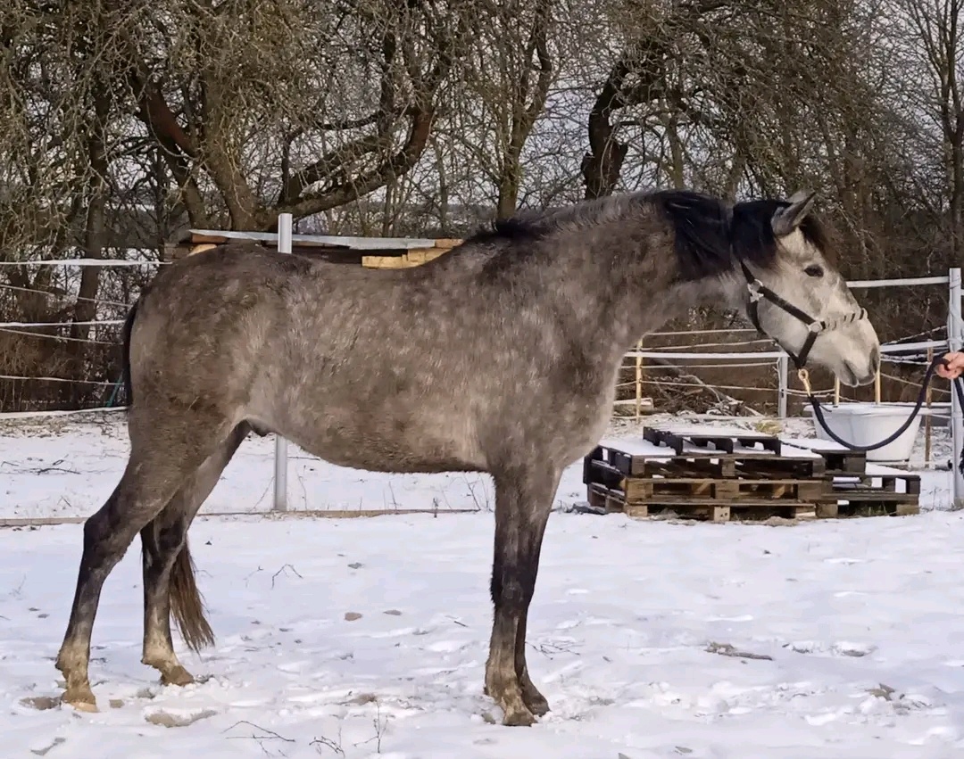 Cruzado,španělský pas,5 let