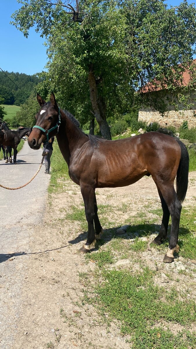 Roční hřebeček