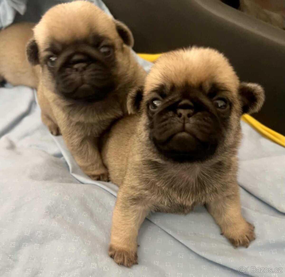 Mops