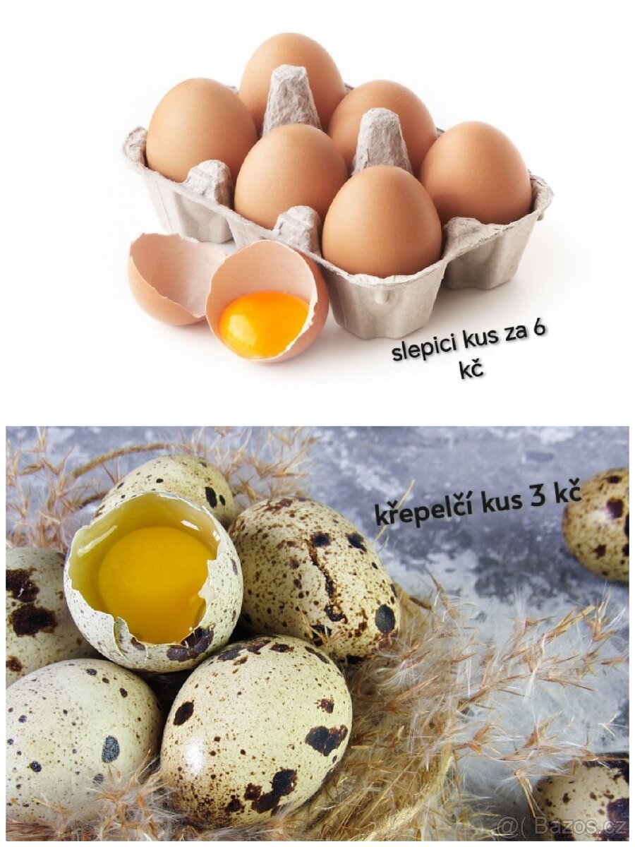 Vajicka