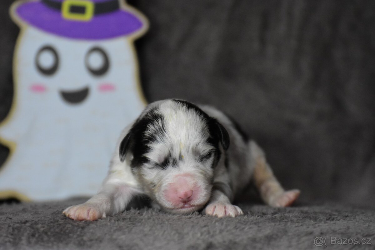 Australský ovčák s PP - blue Merle a black tri