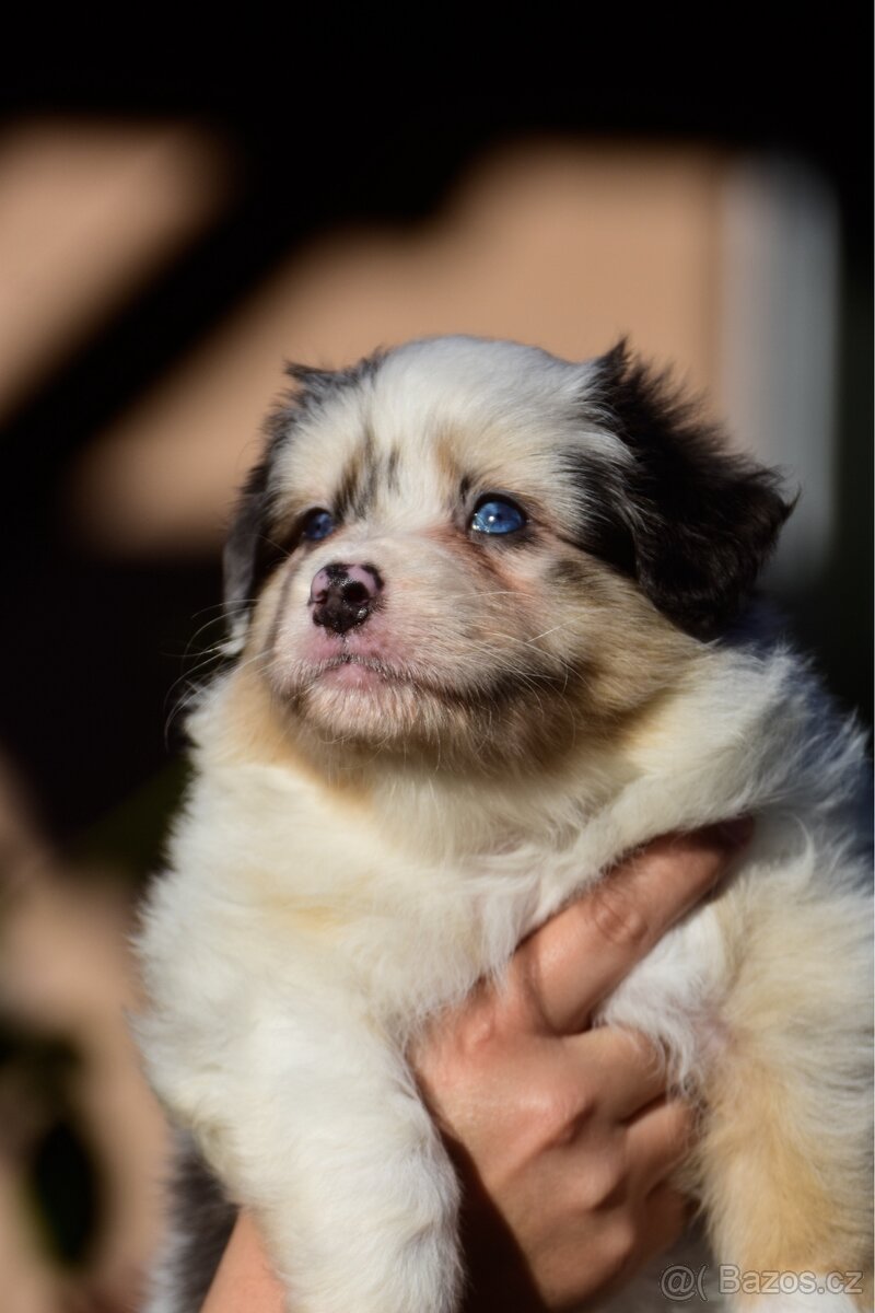 Australský ovčák s PP - blue Merle a black tri