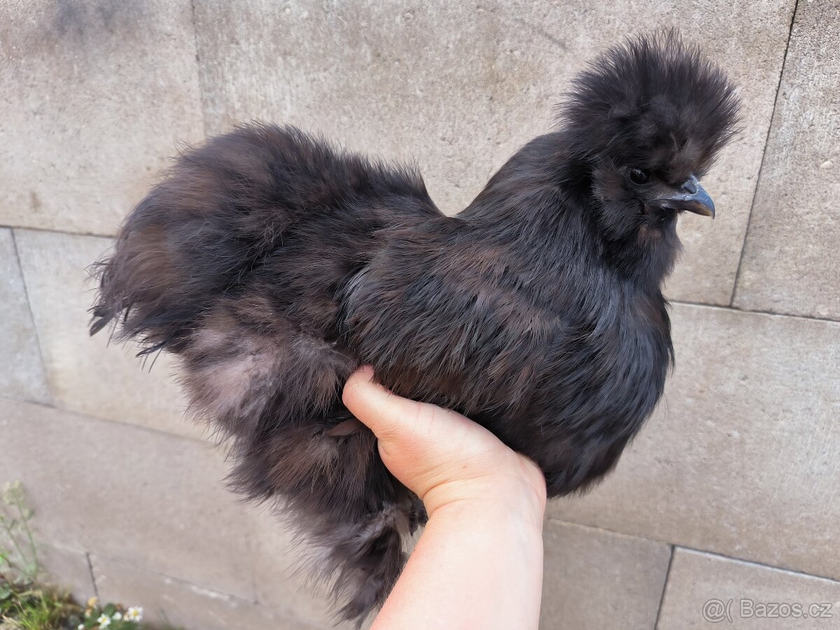 Hedvábničky velké vousaté EU