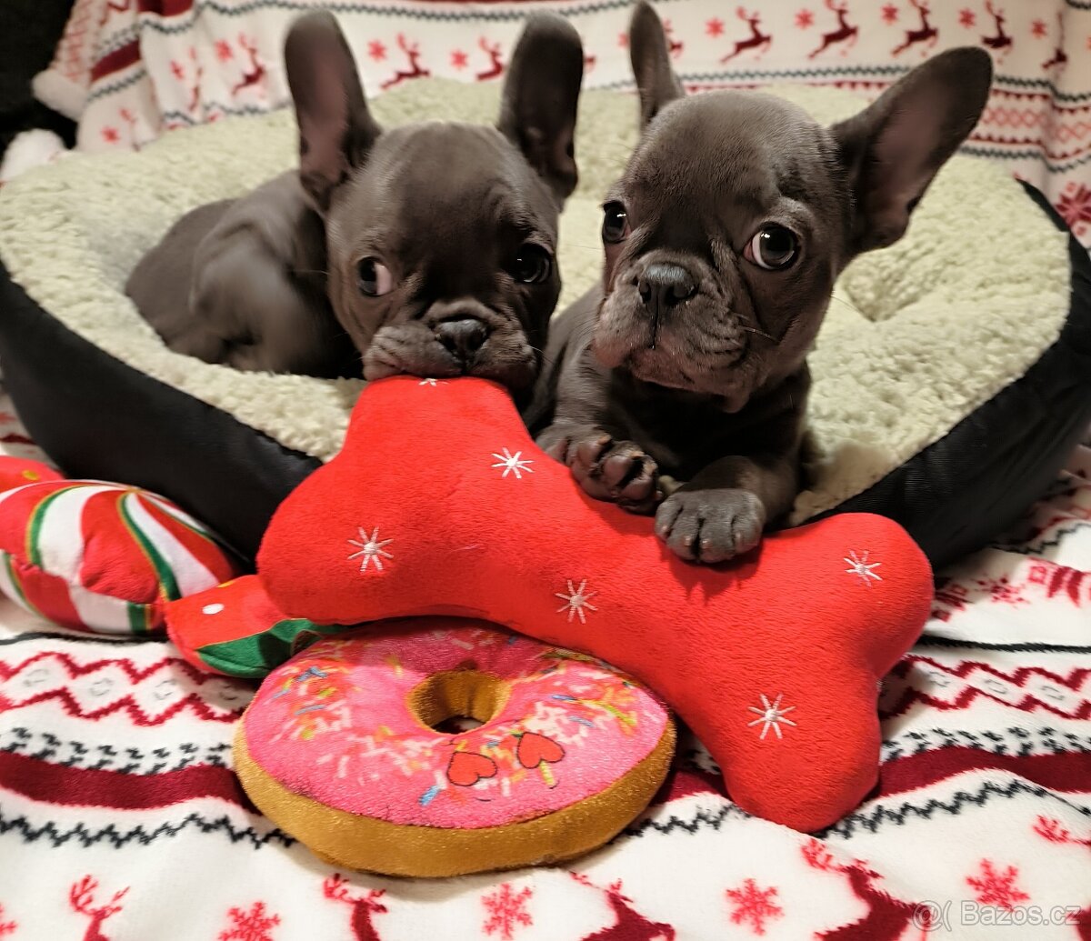 Francouzský buldoček