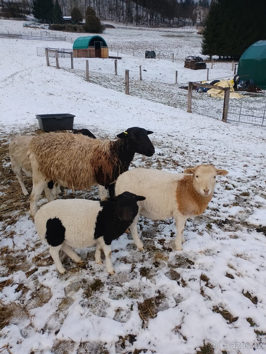Ovce a beránek Dorper