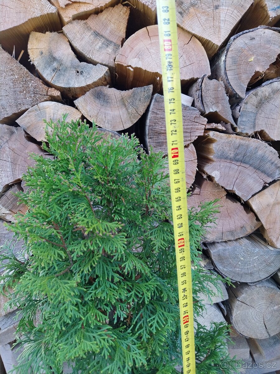 Prodám Thuja occidentalis ´Smaragd´,zerav, tůje,živý plot