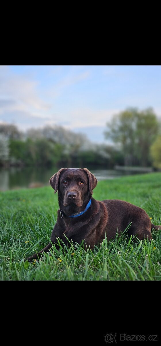 Labrador
