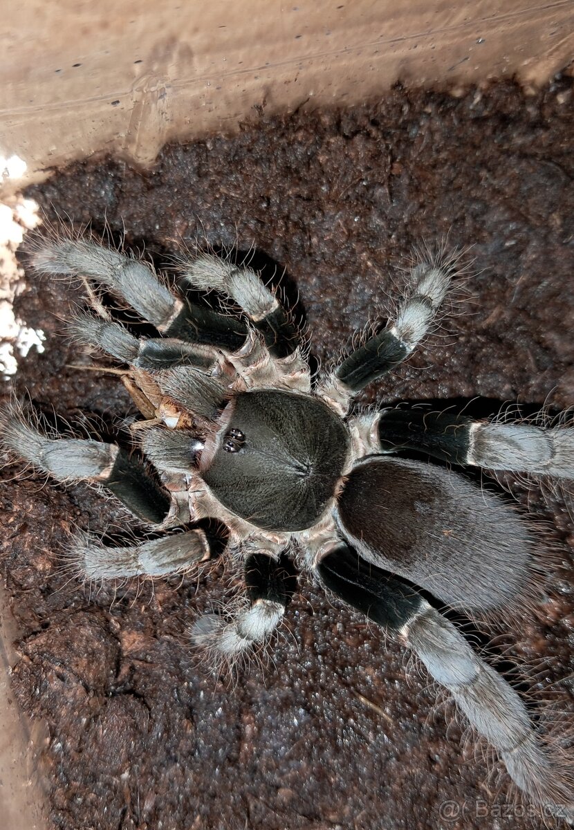 Sklípkan Hysterocrates gigas 0.1