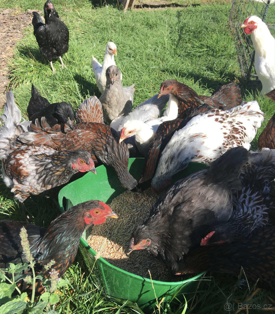 Prodáme letošní kohouty + 1 levandulový araukan dvouletý
