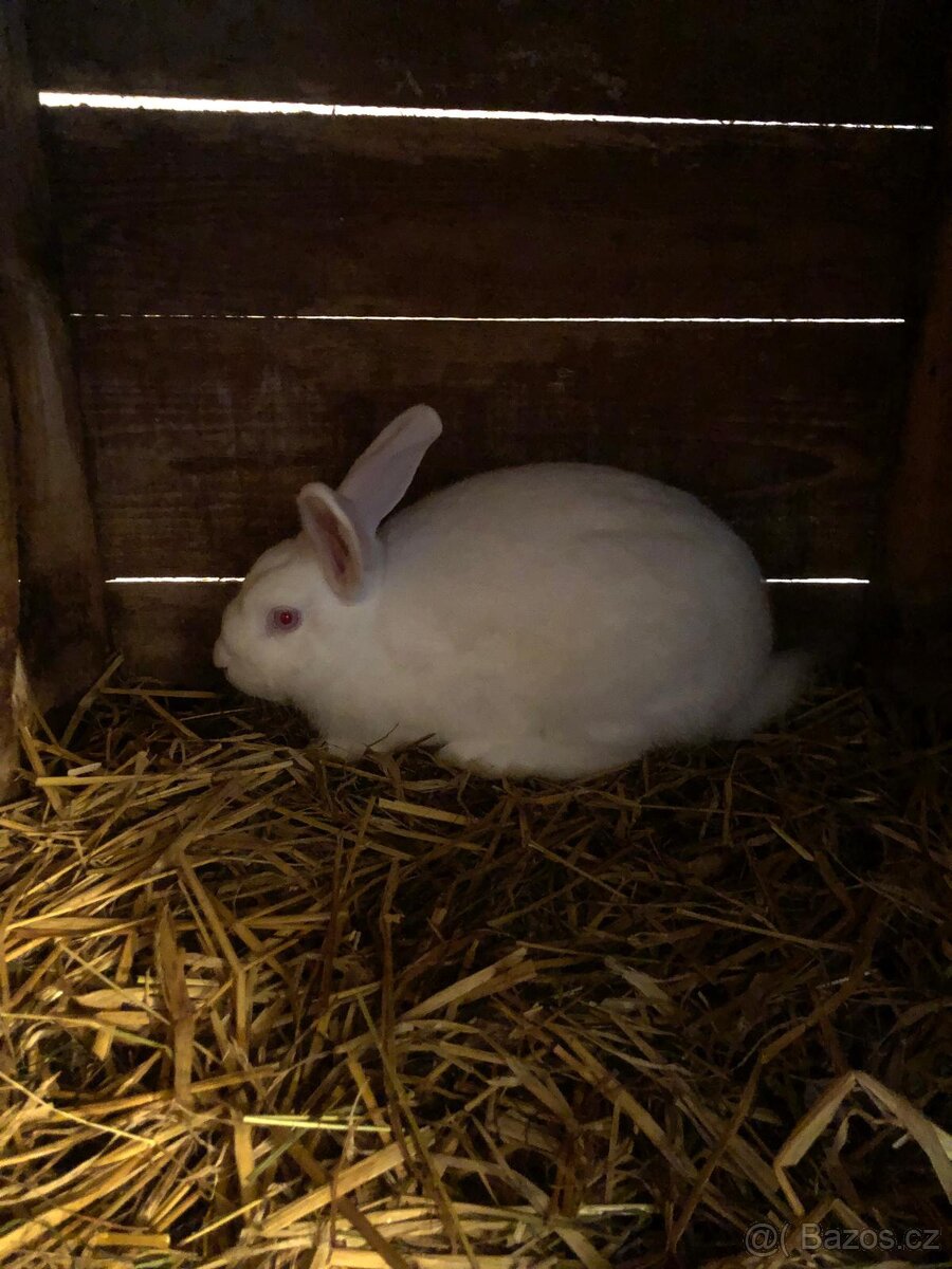 Králíci