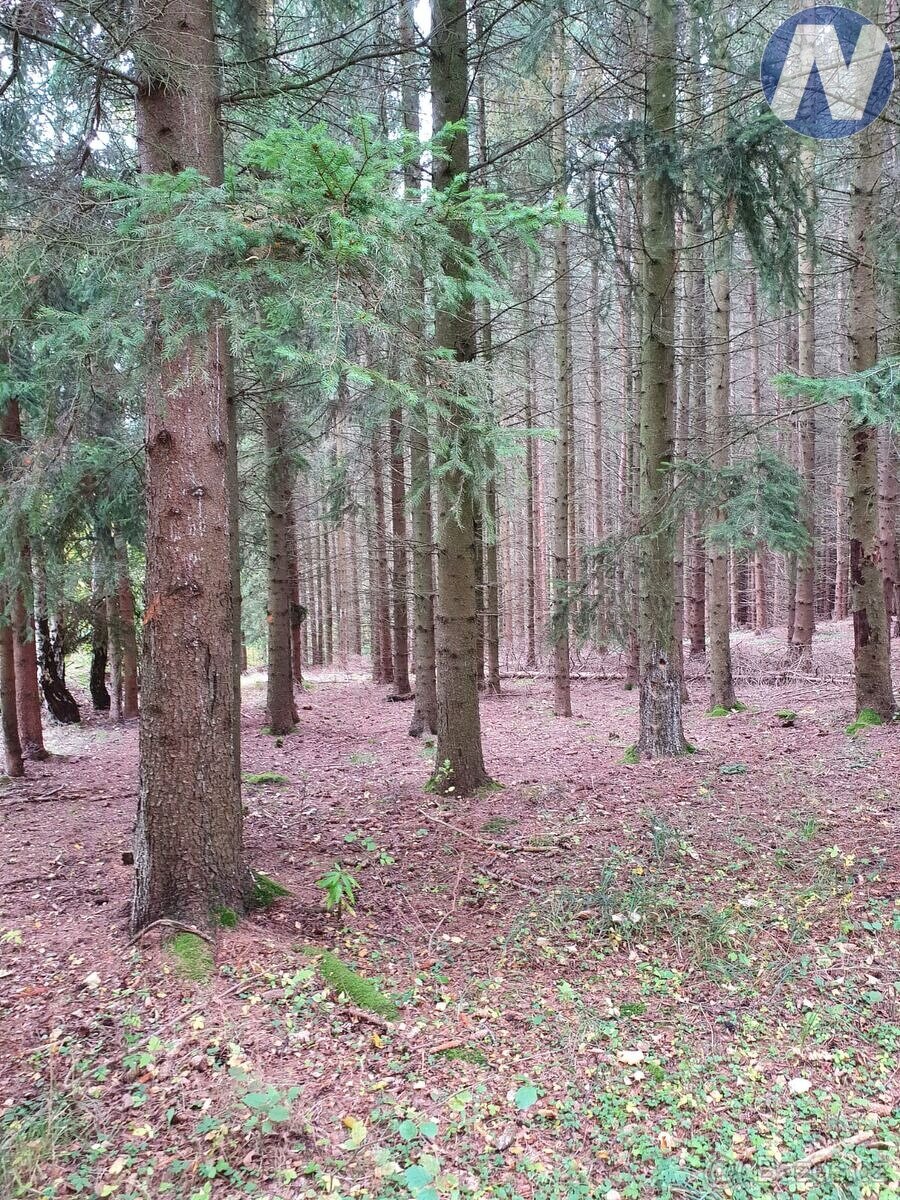 Prodej lesa, 17.038 m2, Bušanovice