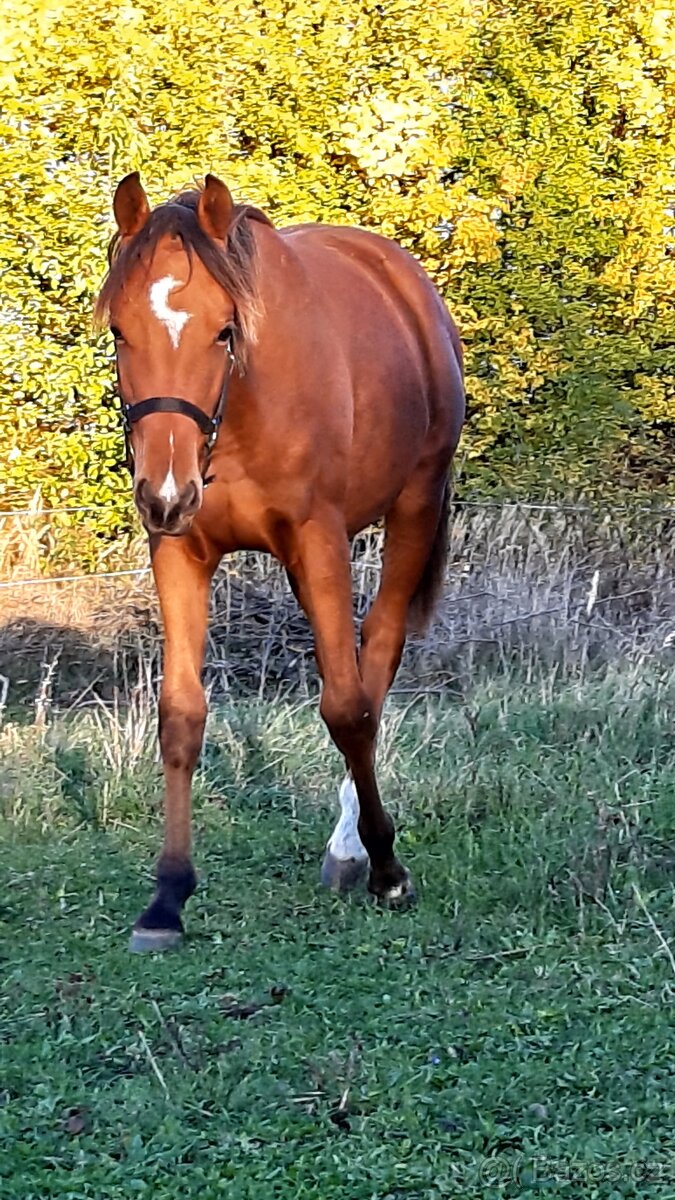 Český sportovní pony