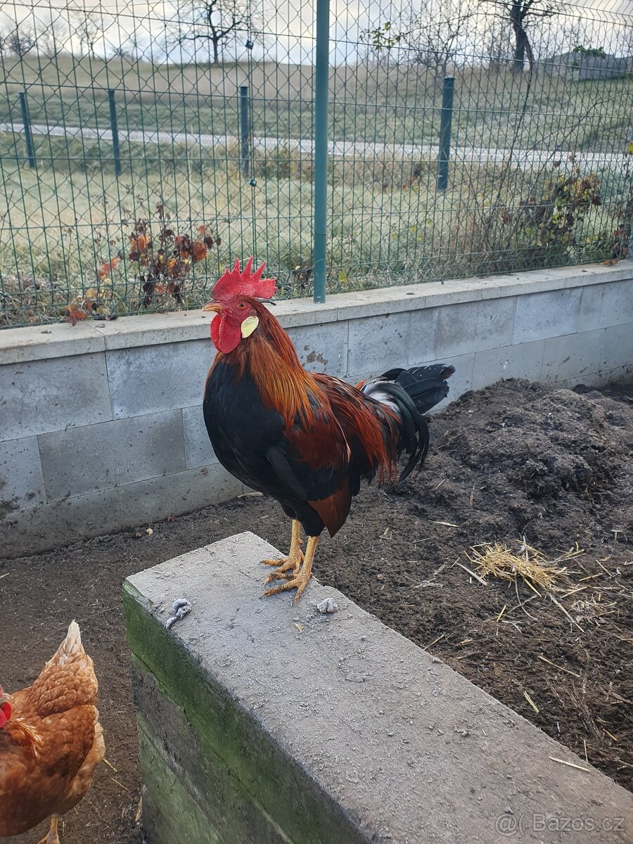 Prodám mladé kohouty