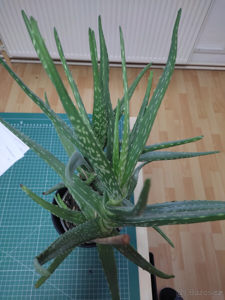aloe vera